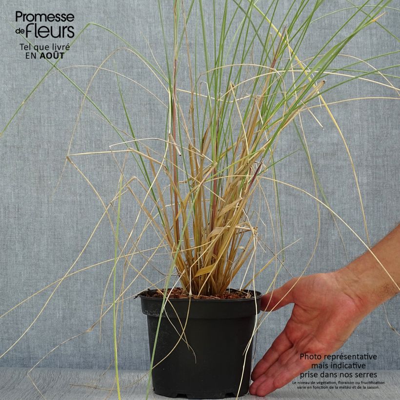 Exemplar von Ammophila arenaria - Strandhafer Topf mit 2L/3L wie im Sommer geliefert