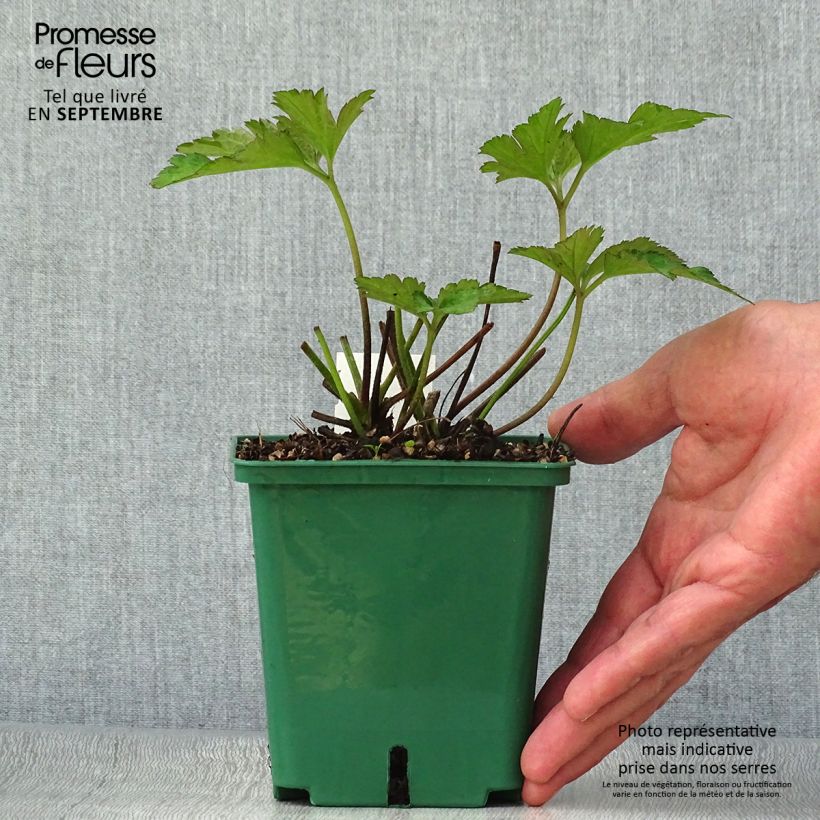 Exemplar von Anemone tomentosa Robustissima - Chinesische Herbst-Anemone Topf mit 1,5L/2L wie im Herbst geliefert