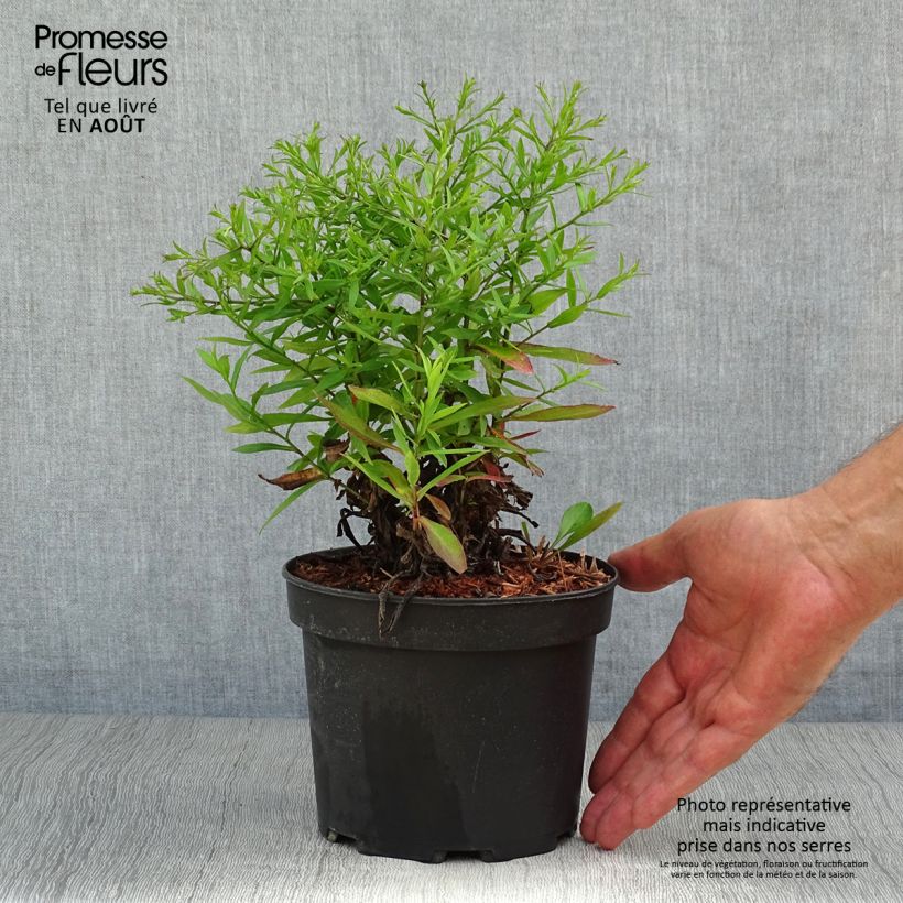 Exemplar von Aster dumosus Anneke - Kissen-Aster Topf mit 1,5L/2L wie im Sommer geliefert