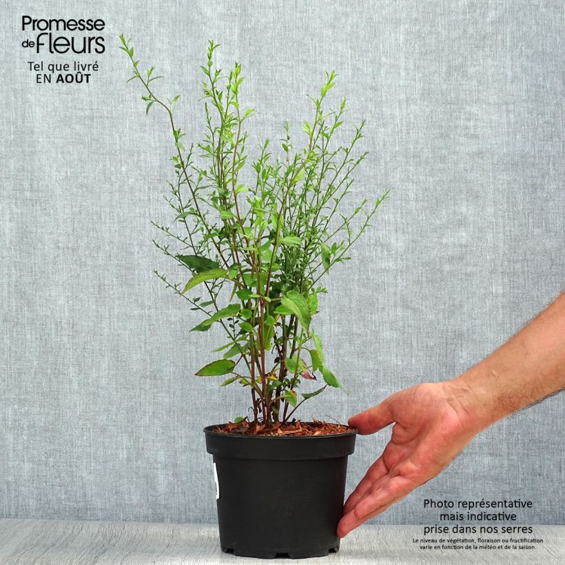 Exemplar von Aster ageratoides Ezo Murasaki - Ageratum-ähnliche Aster Topf mit 2L/3L wie im Sommer geliefert