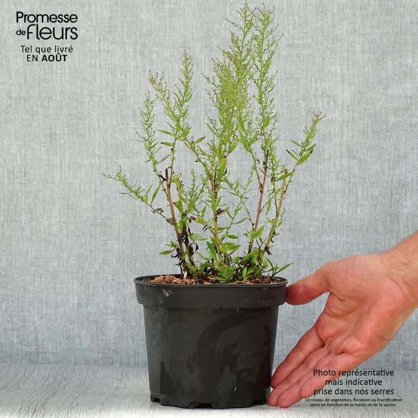 Exemplar von Aster ericoïdes Pink Cloud - Myrten Aster Topf mit 2L/3L wie im Sommer geliefert