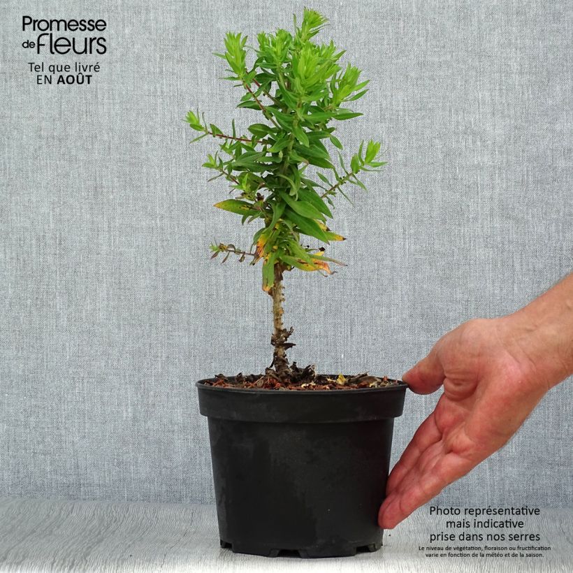 Exemplar von Aster novae-angliae Purple Dome - Neuenglische Aster Topf mit 2L/3L wie im Sommer geliefert