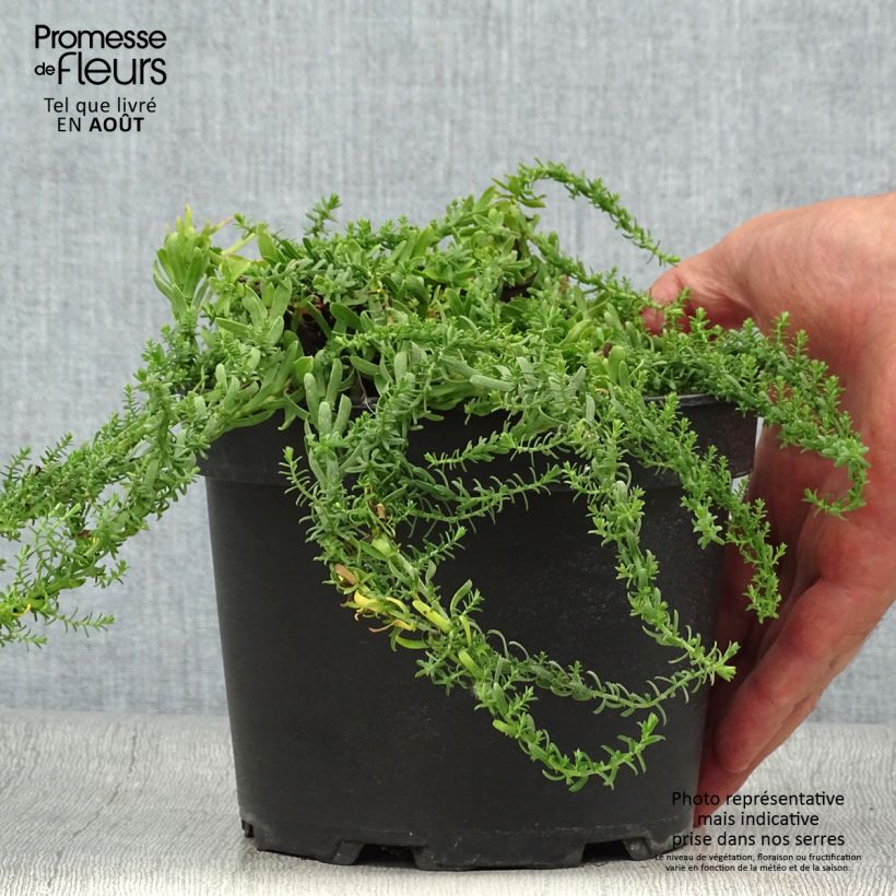 Exemplar von Aster ericoïdes f. prostratus Snow Flurry - Myrten Aster Topf mit 2L/3L wie im Sommer geliefert