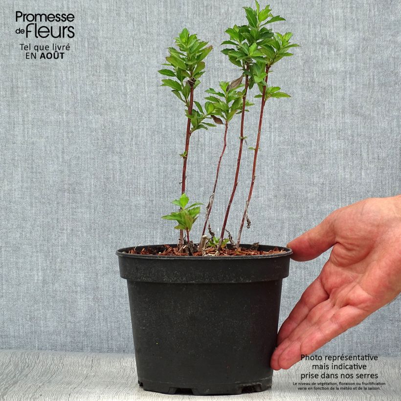 Exemplar von Aster ageratoides Stardust - Ageratum-ähnliche Aster Topf mit 2L/3L wie im Sommer geliefert