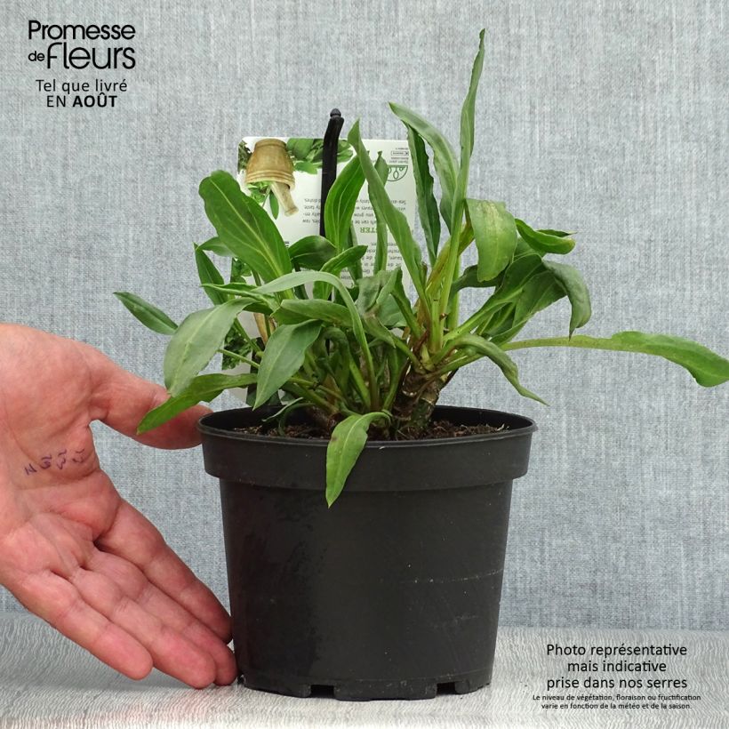 Exemplar von Strand-Aster - Tripolium pannonicum Topf mit 1,5L/2L wie im Sommer geliefert