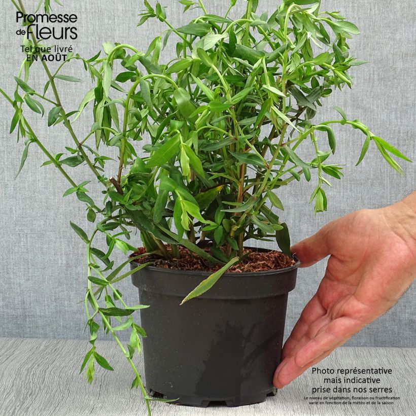 Exemplar von Aster novi-belgii White Lady - Glattblatt-Aster Topf mit 2L/3L wie im Sommer geliefert