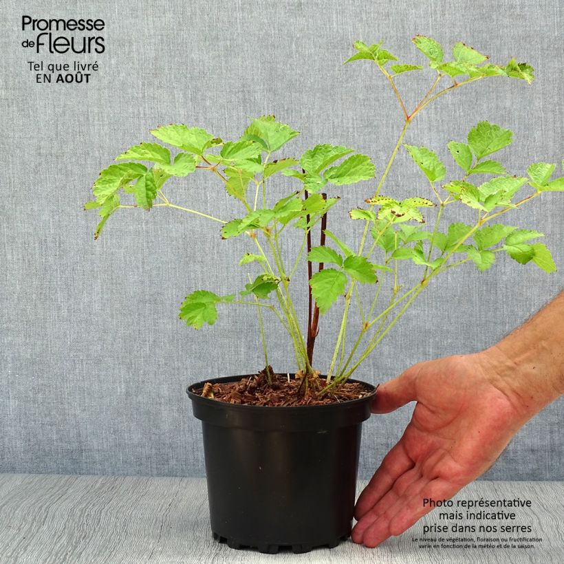 Exemplar von Astilbe chinensis Purpurkerze - Prachtspiere Topf mit 2L/3L wie im Sommer geliefert