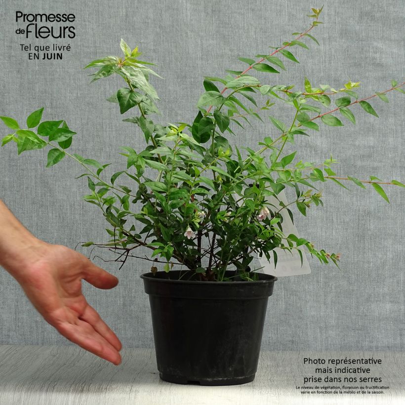 Exemplar von Abelia grandiflora Edward Goucher Topf mit 1L/1,5L wie im Sommer geliefert