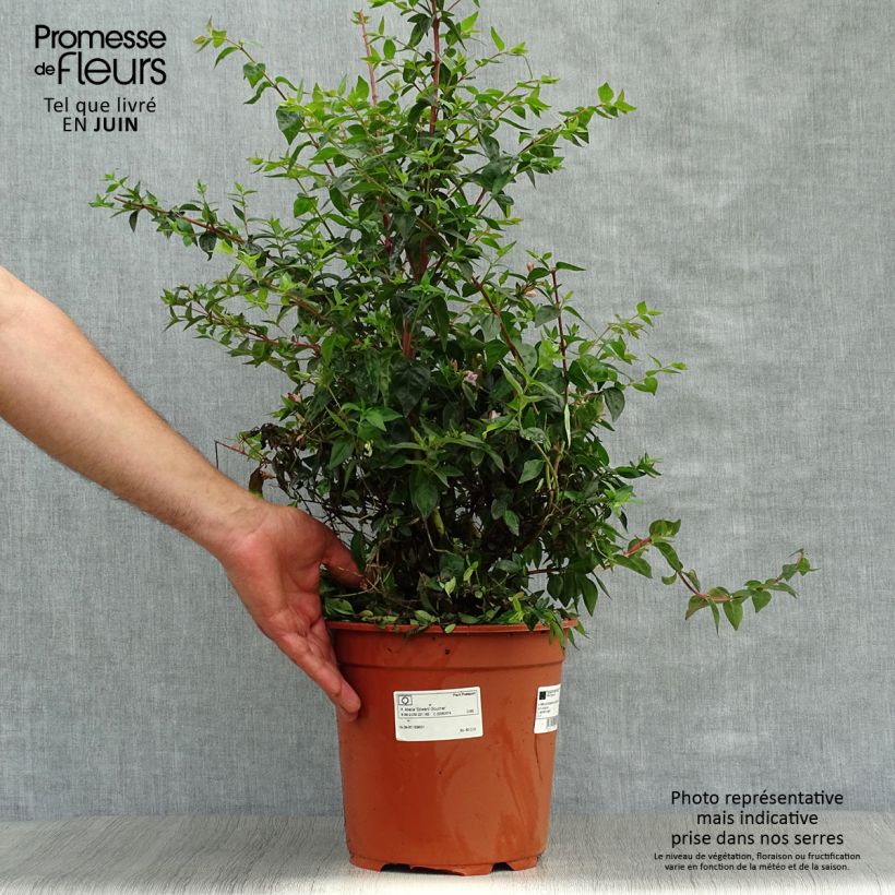 Exemplar von Abelia grandiflora Edward Goucher Topf mit 7,5L/10L wie im Sommer geliefert