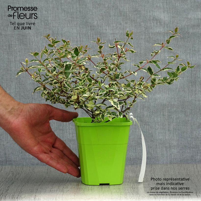 Exemplar von Abelia grandiflora Magic Daydream Kleine Töpfe von 8/9 cm wie im Sommer geliefert