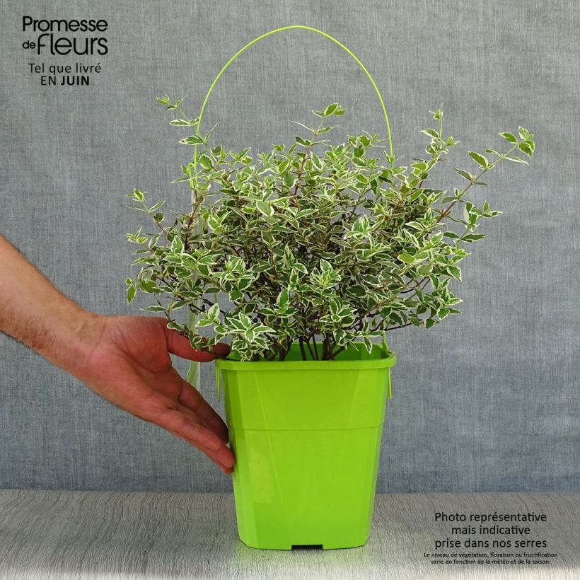 Exemplar von Abelia grandiflora Magic Daydream Topf mit 3L/4L wie im Sommer geliefert