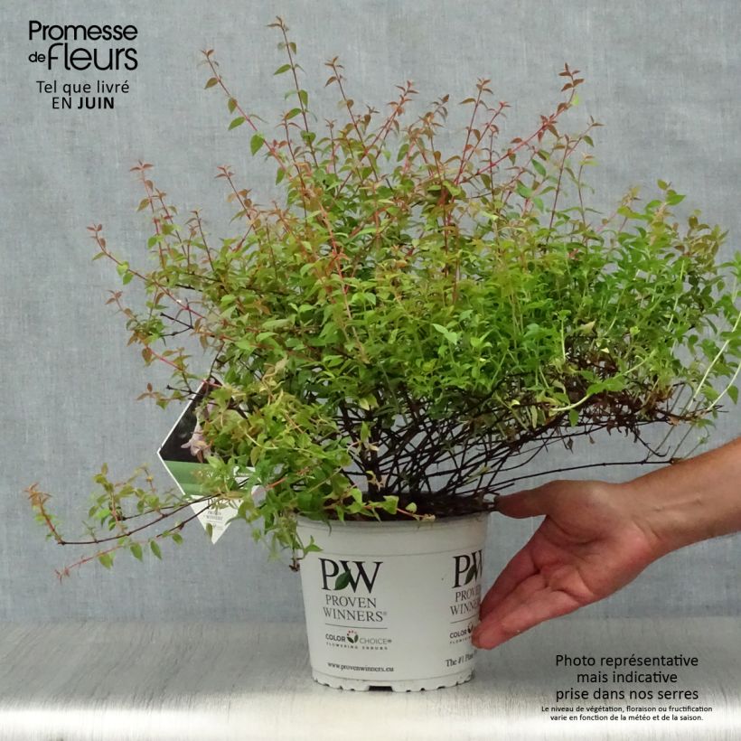 Exemplar von Abelia grandiflora Pinky Bells Topf mit 2L/3L wie im Sommer geliefert