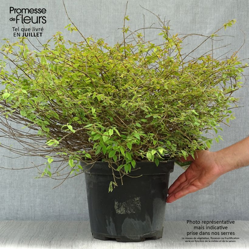 Exemplar von Abelia grandiflora Pinky Bells Topf mit 7,5L/10L wie im Sommer geliefert