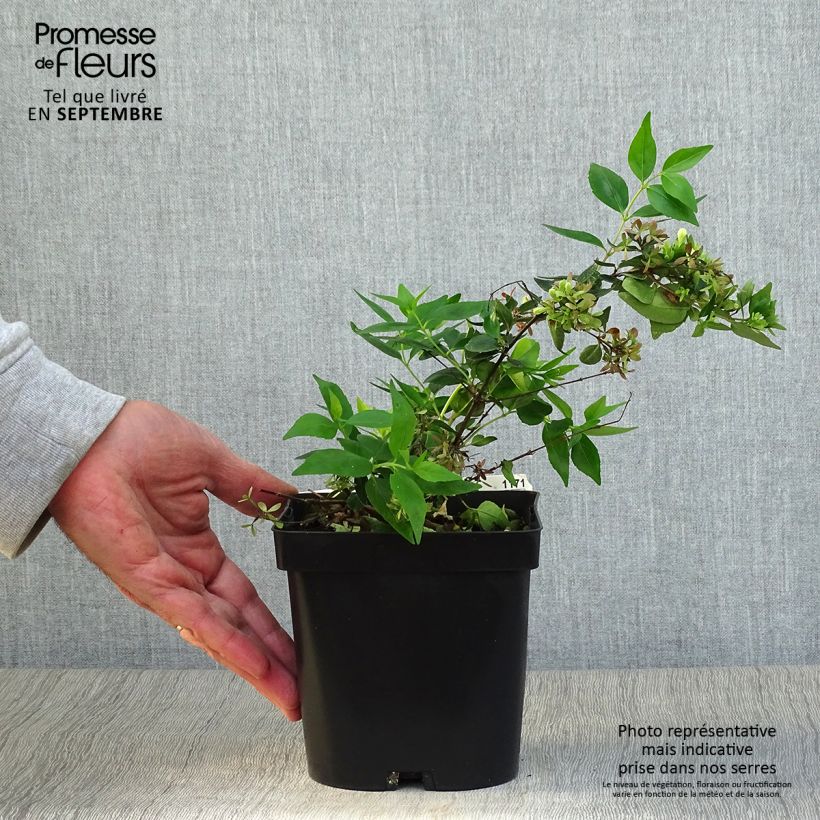 Exemplar von Abelia grandiflora Semperflorens Topf mit 2L/3L wie im Herbst geliefert