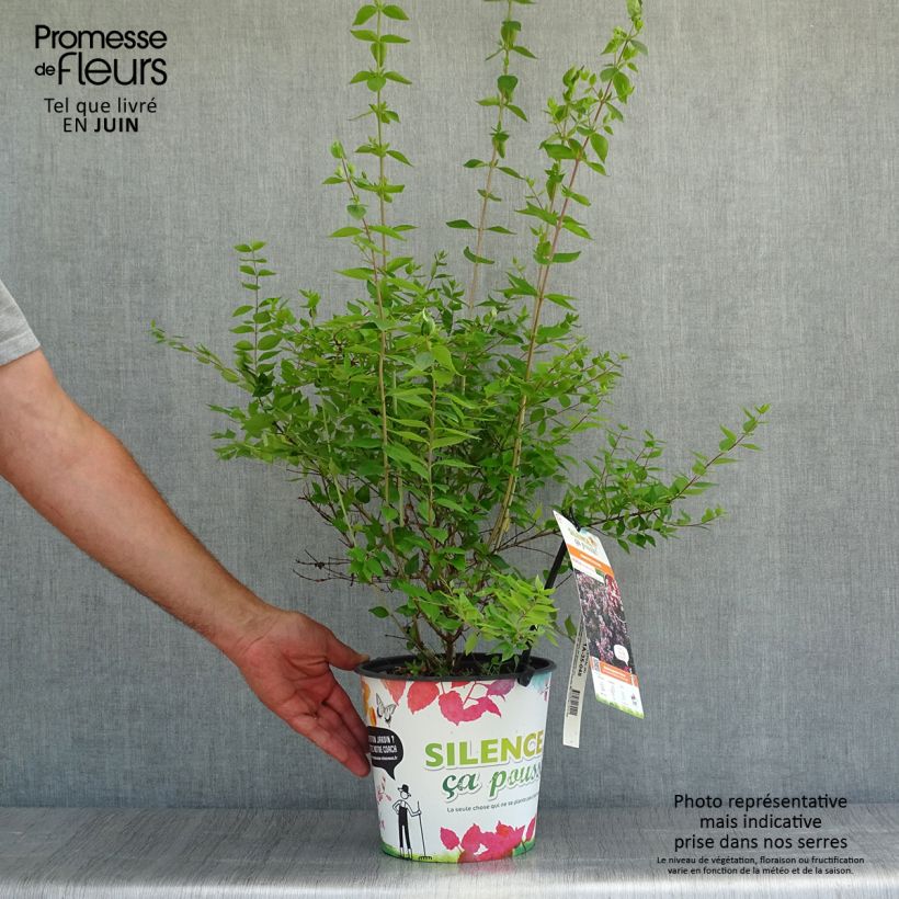 Exemplar von Abelia chinensis Autumn Festival - Abelie Topf mit 4L/5L wie im Sommer geliefert