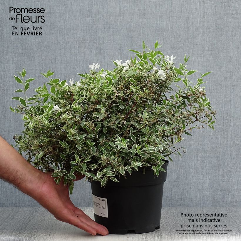 Exemplar von Abelia grandiflora Confetti Topf mit 1,5L/2L wie im Herbst geliefert