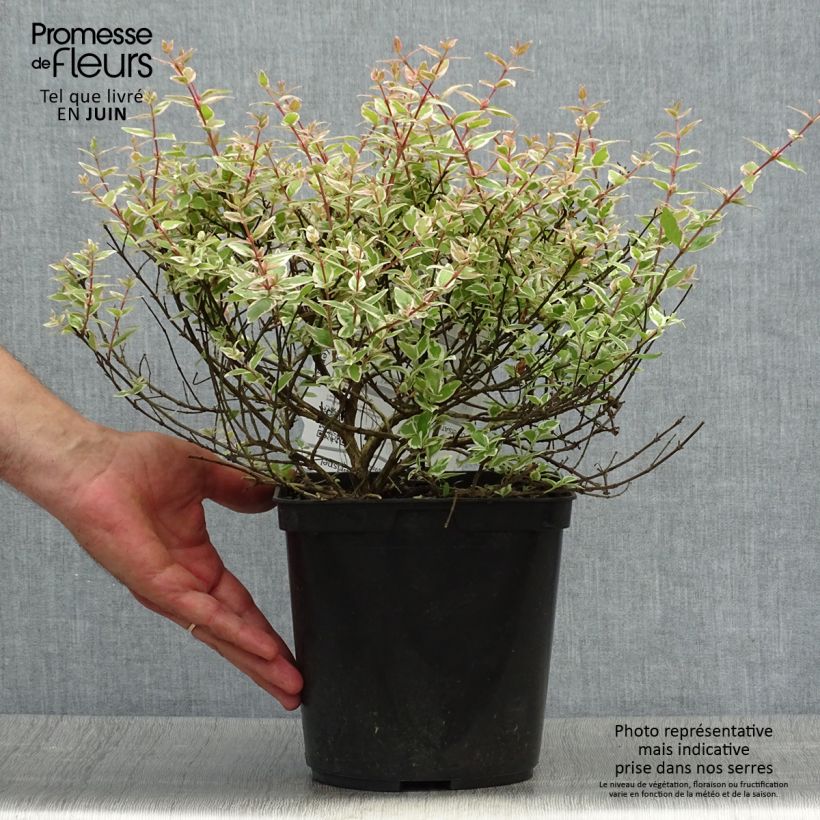 Exemplar von Abelia grandiflora Confetti Topf mit 3L/4L wie im Sommer geliefert