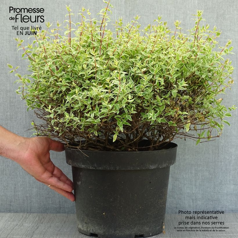 Exemplar von Abelia grandiflora Confetti Topf mit 7,5L/10L wie im Sommer geliefert