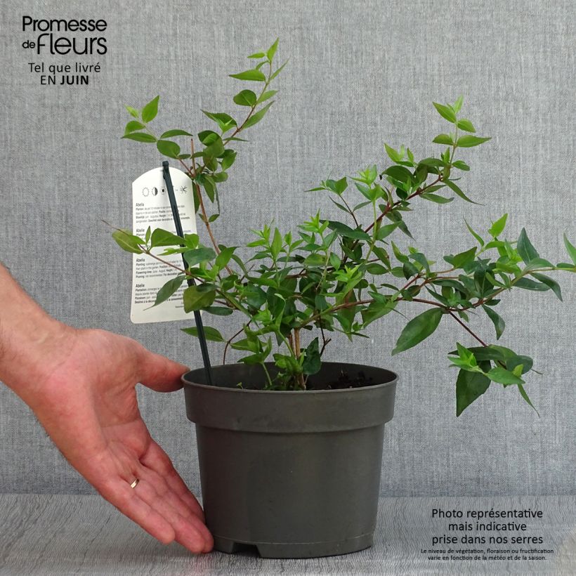 Exemplar von Abelia grandiflora - Grossblütige Abelie Topf mit 2L/3L wie im Sommer geliefert