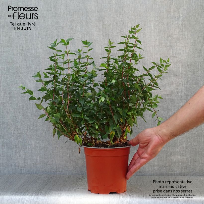 Exemplar von Abelia grandiflora Prostrata Topf mit 2L/3L wie im Sommer geliefert