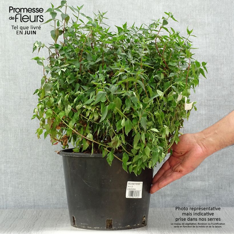 Exemplar von Abelia grandiflora Prostrata Topf mit 7,5L/10L wie im Sommer geliefert