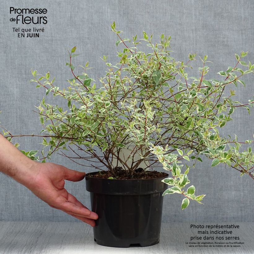 Exemplar von Abelia grandiflora Sparkling Silver Topf mit 2L/3L wie im Sommer geliefert