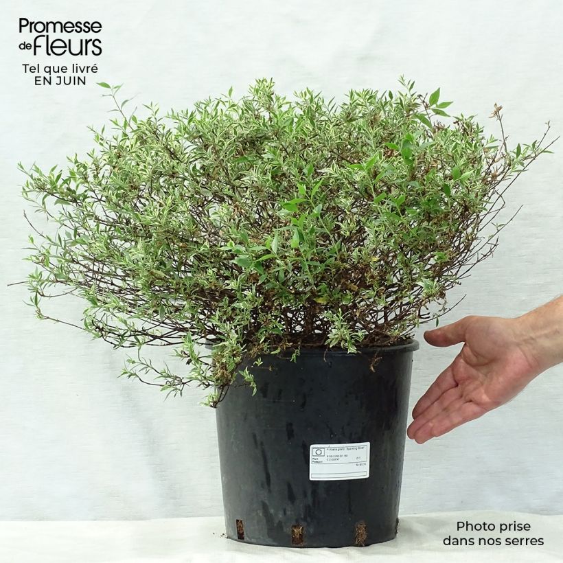Exemplar von Abelia grandiflora Sparkling Silver Topf mit 7,5L/10L wie im Sommer geliefert