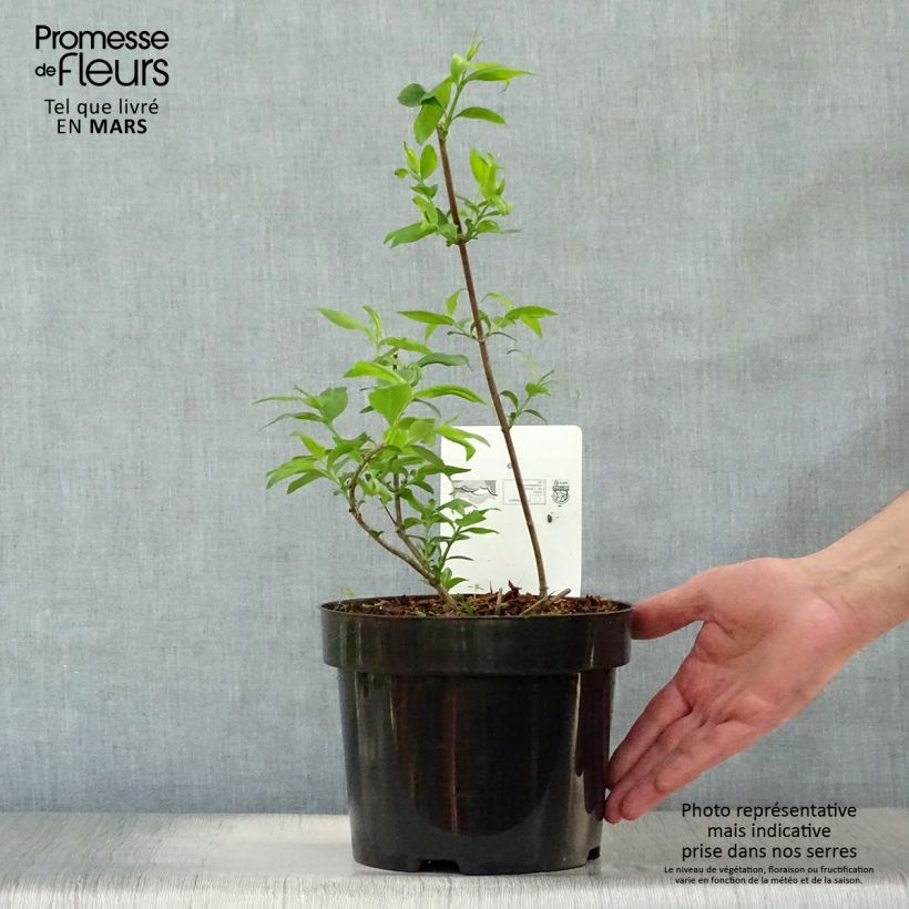 Exemplar von Abelia mosanensis Monia - Koreanische Abelie Topf mit 3L/4LGelieferte Höhe ca. 40/60cm wie im Frühjahr geliefert