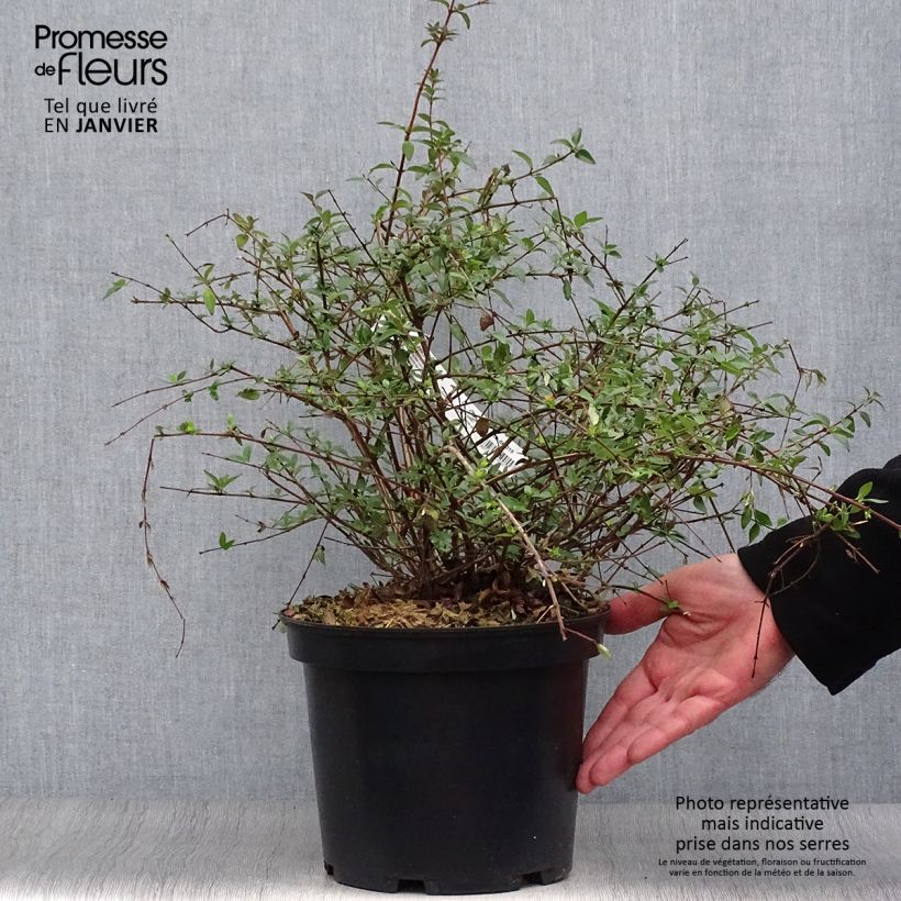 Exemplar von Abelia parviflora Bumble Bee Topf mit 4L/5L wie im Winter geliefert