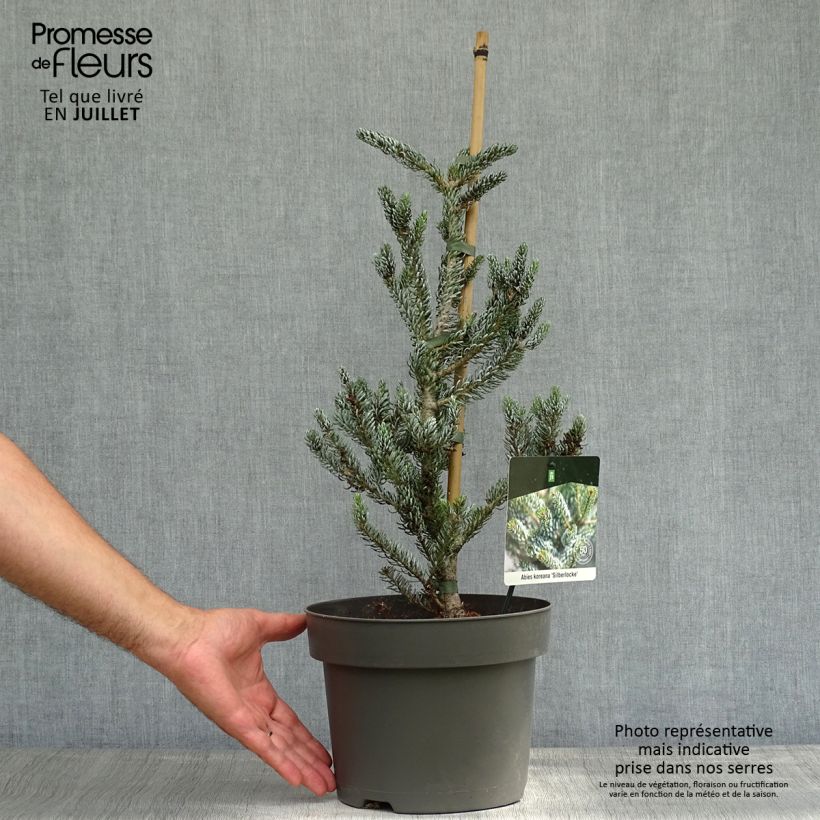 Exemplar von Abies koreana Silberlocke - Koreanische Tanne Topf mit 4L/5L wie im Sommer geliefert