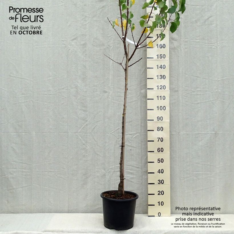 Exemplar von Aprikose Bergeron - Prunus armeniaca Topf mit 7,5L/10L, Halbstamm wie im Herbst geliefert