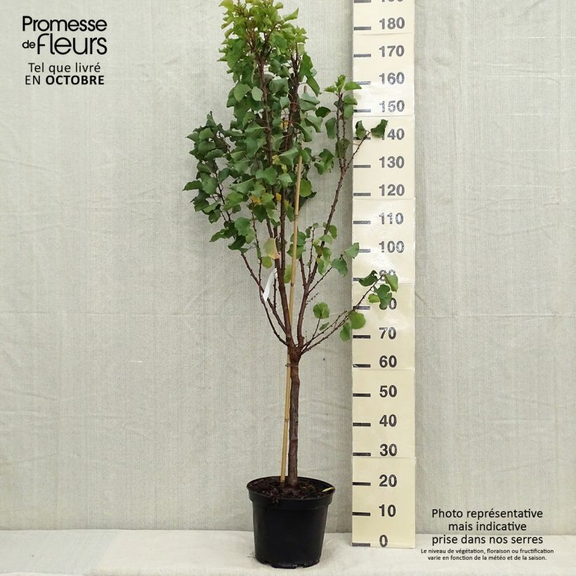 Exemplar von Aprikose Canino - Prunus armeniaca Topf mit 7,5L/10L, Gobelet-Form wie im Herbst geliefert