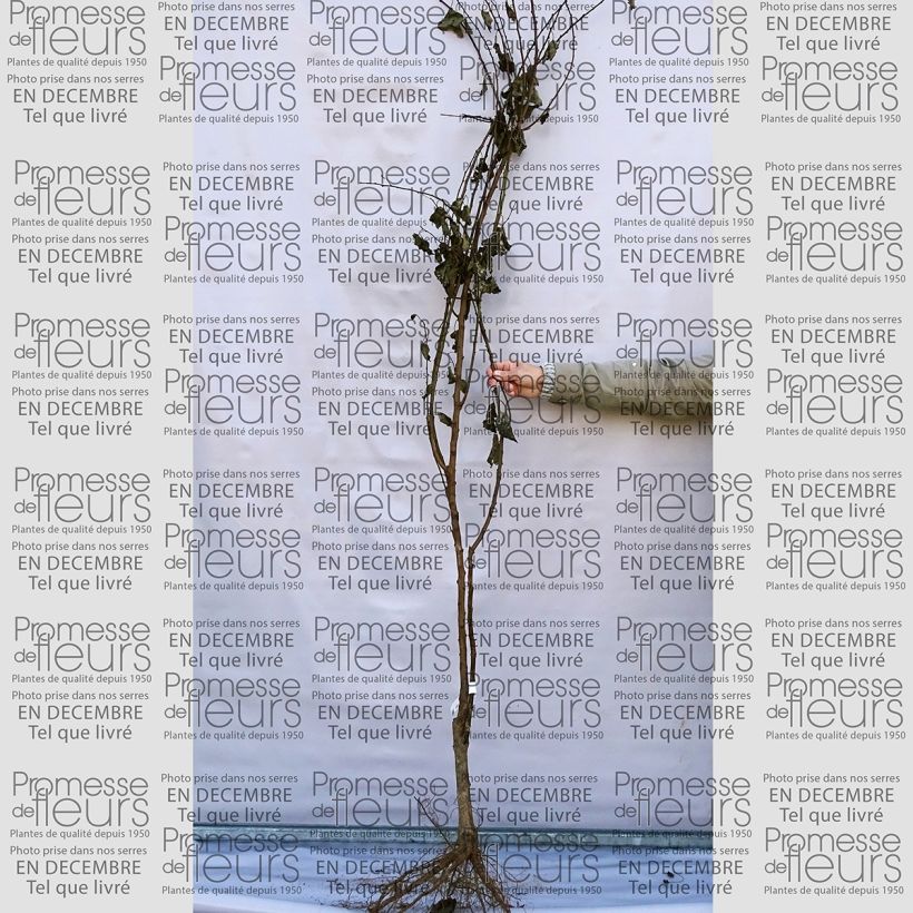 Beispiel eines Exemplars von Aprikose Précoce de Saumur - Prunus armeniaca Wurzelnackt, Gobelet-Form wie geliefert