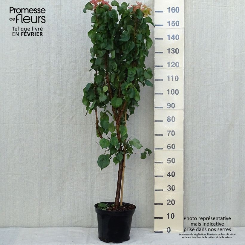 Exemplar von Aprikose Tardif De Bordaneil - Prunus armeniaca Topf mit 7,5L/10L, Gobelet-Form wie im Herbst geliefert