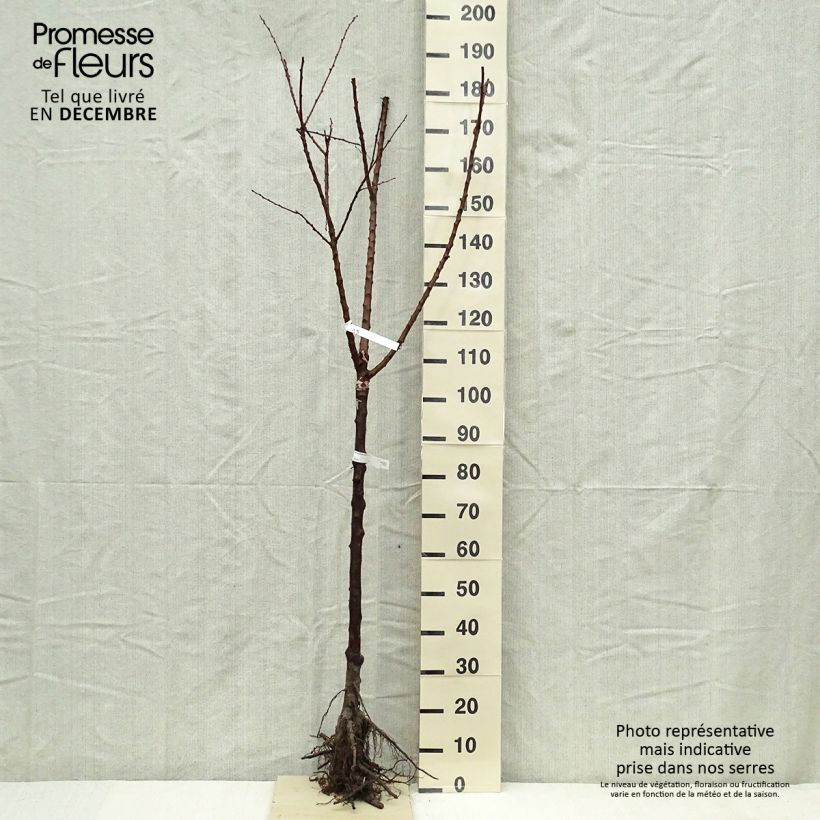Exemplar von Aprikose Rouge Tardif Delbard 'Delmast' - Prunus armeniaca Wurzelnackt, Halbstamm wie im Winter geliefert