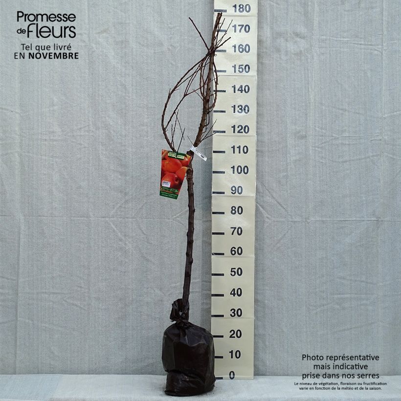 Exemplar von Aprikose Rouge Tardif Delbard 'Delmast' - Prunus armeniaca Plug "Fertig-zum-Pflanzen", Gobelet-Form wie im Herbst geliefert
