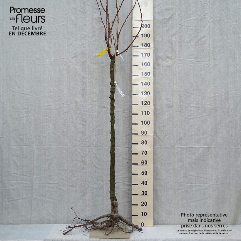 Exemplar von Aprikose Royal - Prunus armeniaca Wurzelnackt, HalbstammGelieferte Höhe ca. 200/220cm wie im Winter geliefert