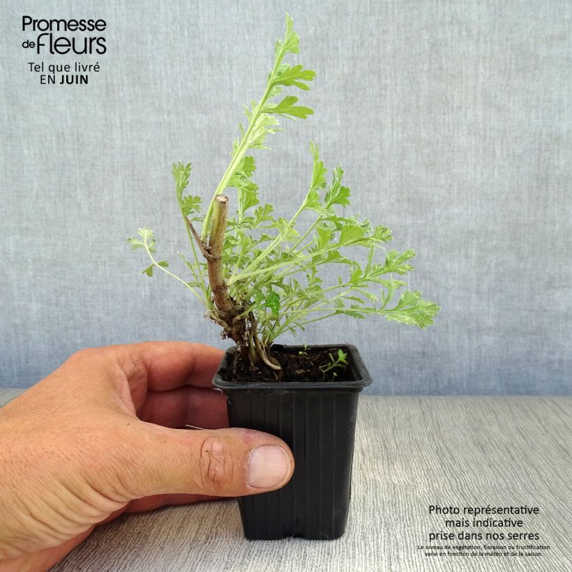 Exemplar von Wermut - Artemisia absinthium Kleine Töpfe von 8/9 cm wie im Sommer geliefert