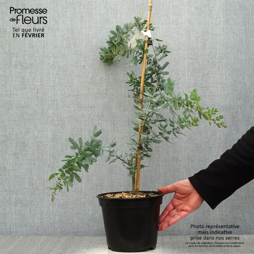 Exemplar von Acacia baileyana Purpurea - Cootamundra-Akazie Topf mit 3L/4L wie im Winter geliefert