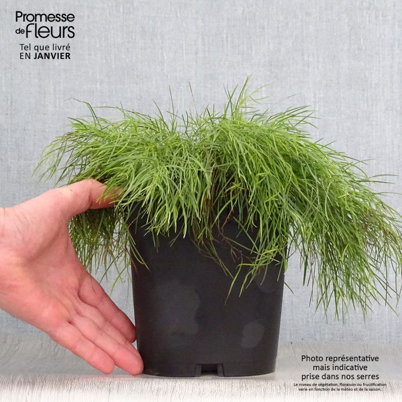 Exemplar von Acacia cognata Limelight - Akasie Topf mit 3L/4L wie im Winter geliefert