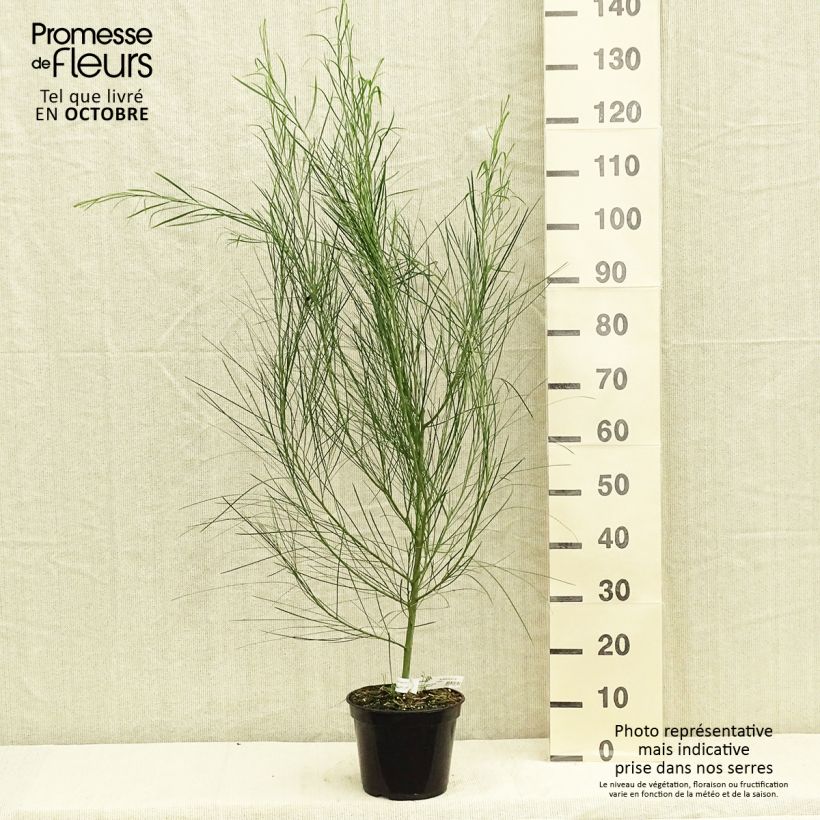 Exemplar von Acacia retinodes - Immergrüne Akazie Topf mit 2L/3L wie im Herbst geliefert