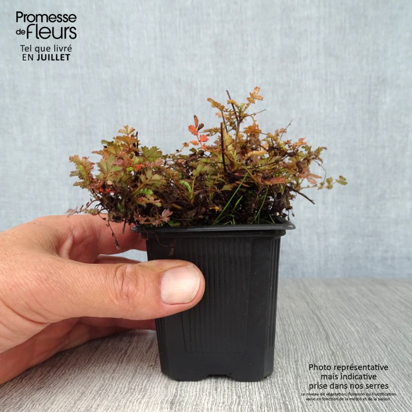 Exemplar von Acaena microphylla Kupferteppich - Stachelnüßchen Kleine Töpfe von 8/9 cm wie im Sommer geliefert