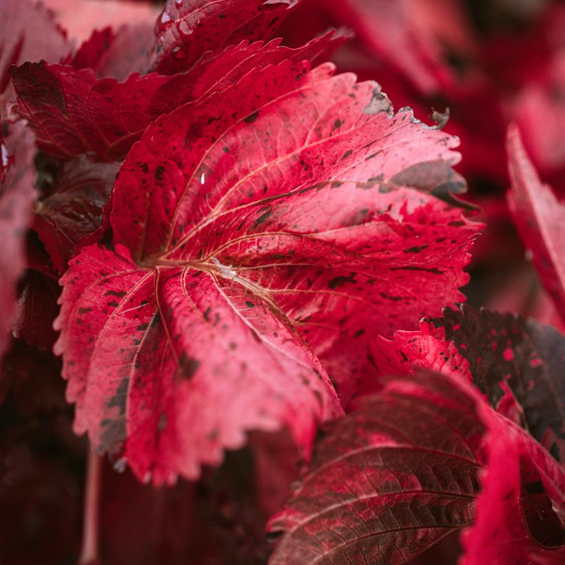 Acalypha godseffiana (Laub)