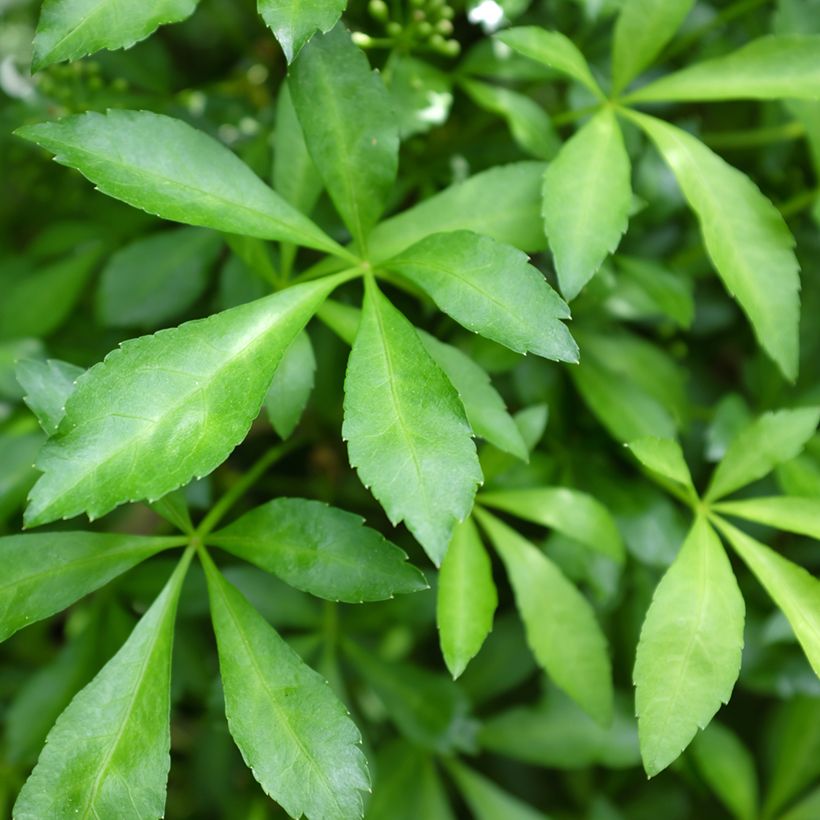 Acanthopanax henryi Nana (Laub)