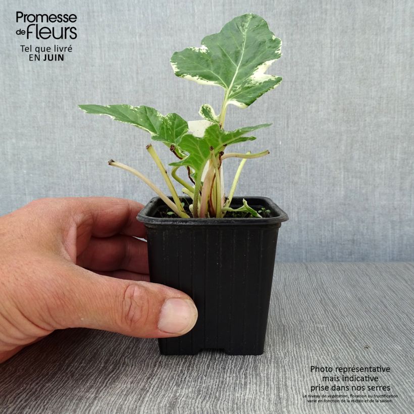 Exemplar von Acanthus mollis Whitewater - Weicher Akanthus Kleine Töpfe von 7/8 cm wie im Sommer geliefert