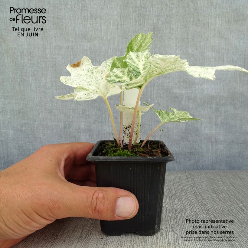 Exemplar von Acanthus mollis Tasmanian Angel - Weicher Akanthus Kleine Töpfe von 8/9 cm wie im Sommer geliefert