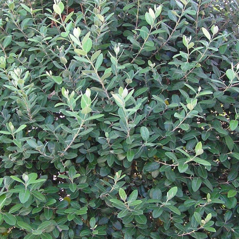 Brasilianische Guave Gemini - Acca sellowiana (Laub)