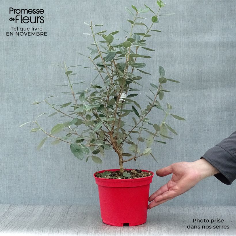 Exemplar von Brasilianische Guave Gemini - Acca sellowiana Topf mit 3L/4L wie im Herbst geliefert