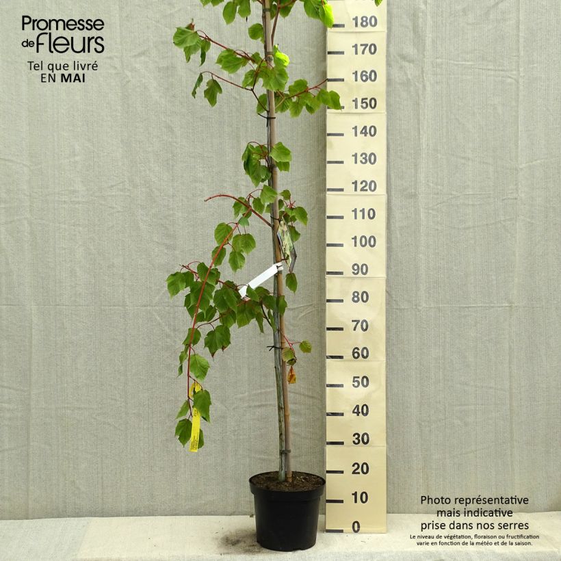 Exemplar von Strauchahorn Red Flamingo - Acer conspicuum Topf mit 7,5L/10L wie im Frühjahr geliefert