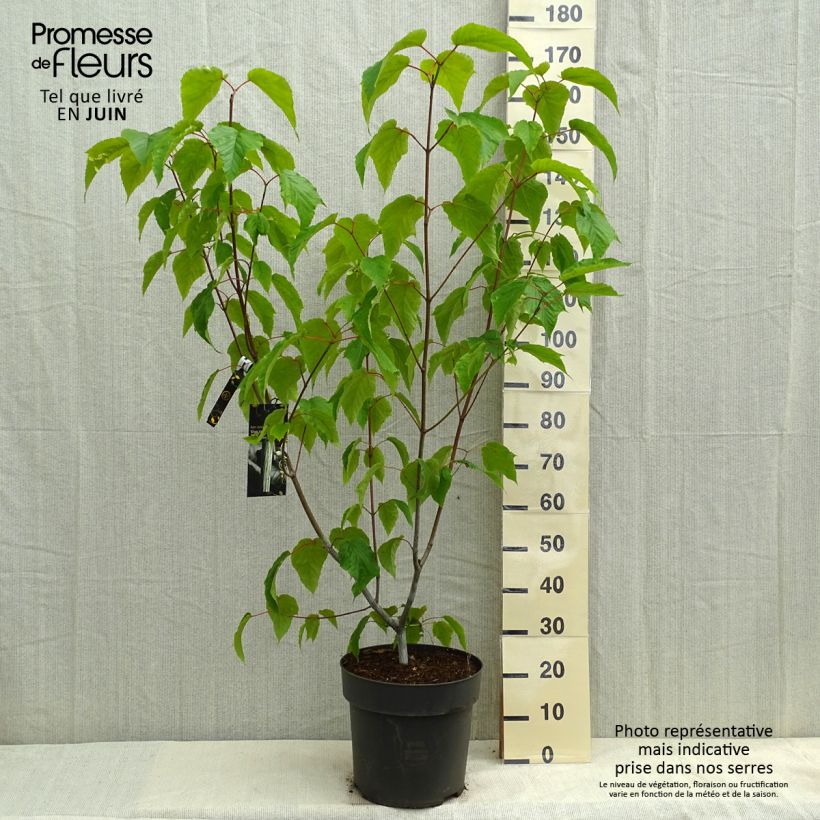 Exemplar von Strauchahorn Silver Vein - Acer conspicuum Topf mit 12L/15LGelieferte Höhe ca. 100/125cm wie im Frühjahr geliefert